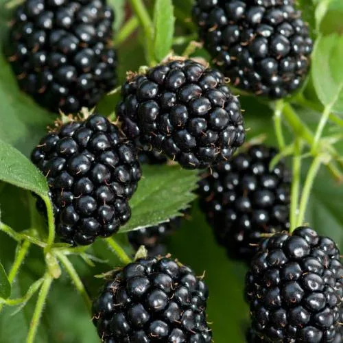 Ежевика АГАВАМ  Ежевика АГАВАМ в Казани