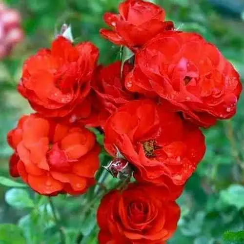 Саженцы роз ФАЙЕР КИНГ спрей  Саженцы роз ФАЙЕР КИНГ спрей в Казани