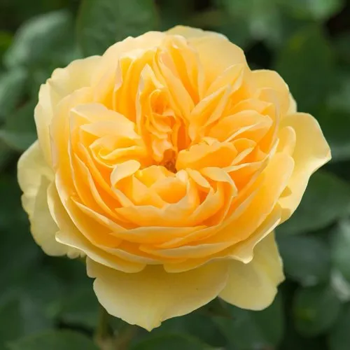 Саженцы роз ГРЕХАМ ТОМАС английская  Саженцы роз ГРЕХАМ ТОМАС английская в Казани