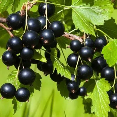 Саженцы смородины оптом  Саженцы смородины оптом в Казани