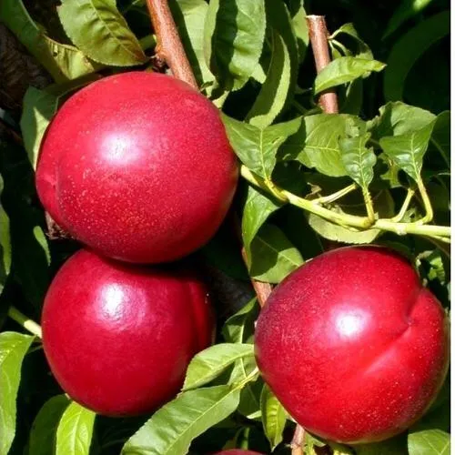 Нектарин ХАРКО в Казани