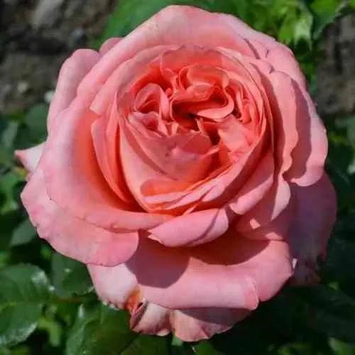 Саженцы роз ЛОНДОН АЙ чайно-гибридная  Саженцы роз ЛОНДОН АЙ чайно-гибридная в Казани