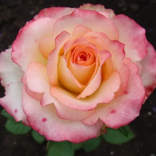 Саженцы роз ДУЭТ чайно-гибридная  Саженцы роз ДУЭТ чайно-гибридная в Казани