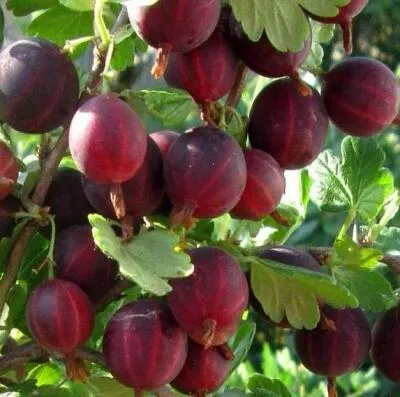 Cаженцы крыжовника оптом  Cаженцы крыжовника оптом в Казани