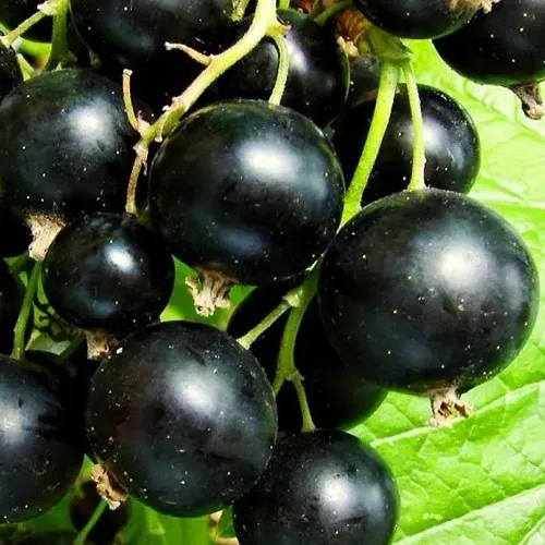 Смородина черная ДАЧНИЦА  Смородина черная ДАЧНИЦА в Казани