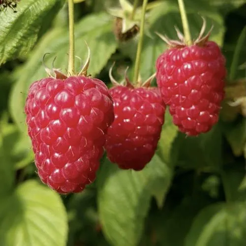 Малина МАПЕМА   Малина МАПЕМА  в Казани