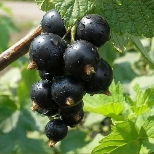 Смородина черная ПИГМЕЙ  Смородина черная ПИГМЕЙ в Казани