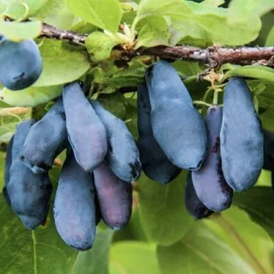 Саженцы жимолости оптом  Саженцы жимолости оптом в Казани