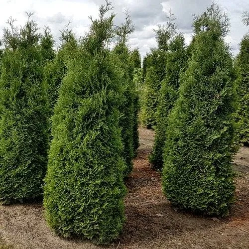 Туя ХОЛМСТРУП западная  Туя ХОЛМСТРУП западная в Казани