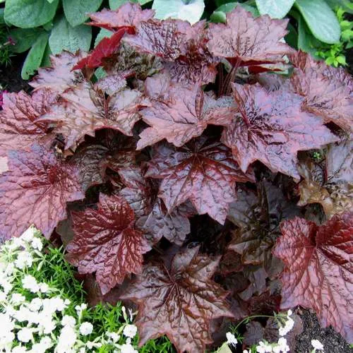 Гейхера ПАЛАС ПУРПЛ  Гейхера ПАЛАС ПУРПЛ в Казани