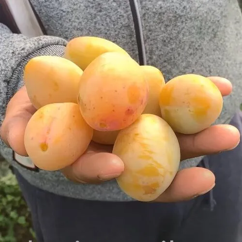 Слива ЯХОНТОВАЯ  Слива ЯХОНТОВАЯ в Казани