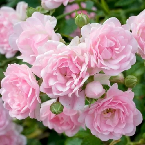 Саженцы роз ЗЕ ФЕЙРИ почвопокровная  Саженцы роз ЗЕ ФЕЙРИ почвопокровная в Казани