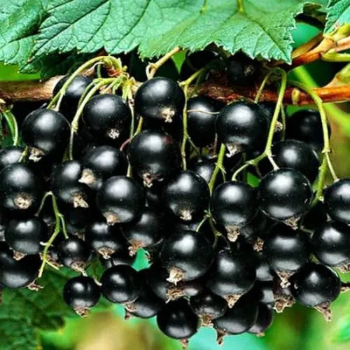 Смородина черная АТЛАНТ  Смородина черная АТЛАНТ в Казани