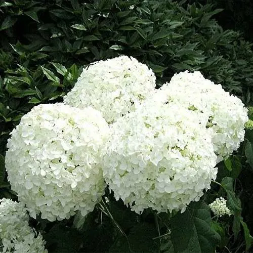 Гортензия АННАБЕЛЬ древовидная  Гортензия АННАБЕЛЬ древовидная в Казани
