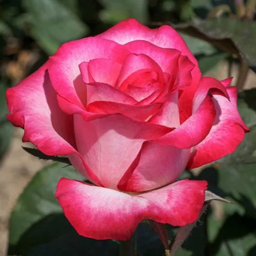 Саженцы роз ХАЙЛЕНДЕР чайно-гибридная  Саженцы роз ХАЙЛЕНДЕР чайно-гибридная в Казани