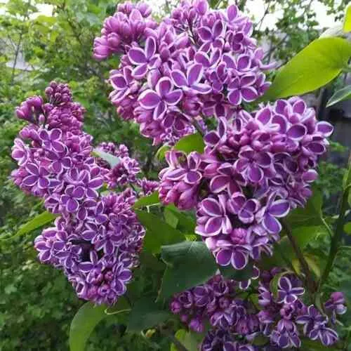 Сирень СЕНСАЦИЯ в Казани