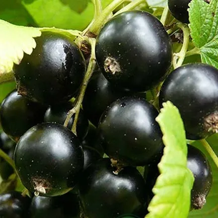 Смородина черная ЭБОНИ  Смородина черная ЭБОНИ в Казани