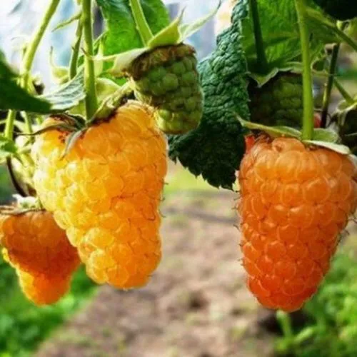 Малина ОРАНЖЕВОЕ ЧУДО  Малина ОРАНЖЕВОЕ ЧУДО в Казани