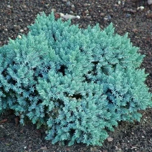 Можжевельник БЛЮ СТАР чешуйчатый  Можжевельник БЛЮ СТАР чешуйчатый в Казани