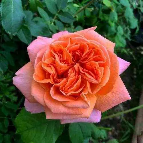 Саженцы роз РЕНЕ ГОССИНИ чайно-гибридная  Саженцы роз РЕНЕ ГОССИНИ чайно-гибридная в Казани