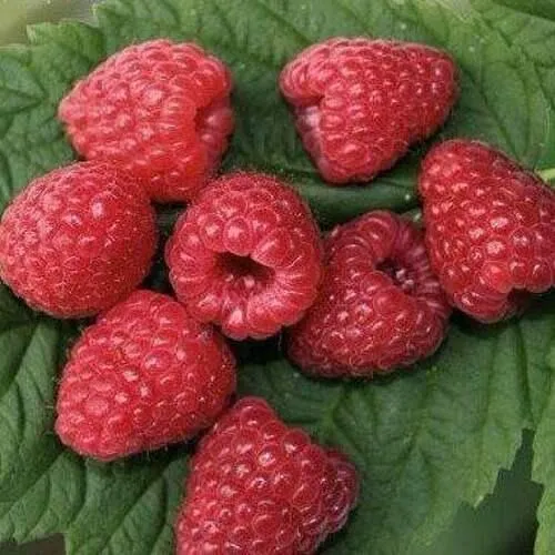 Малина ЗЮГАНА  Малина ЗЮГАНА в Казани