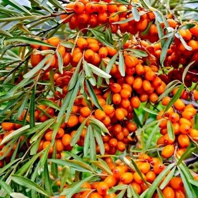 Саженцы облепихи оптом  Саженцы облепихи оптом в Казани