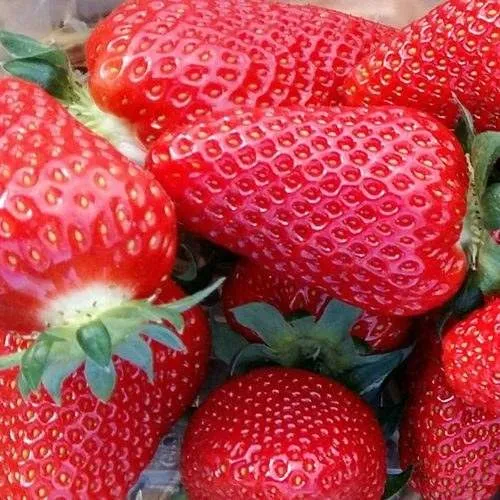 Клубника АМИ  Клубника АМИ в Казани