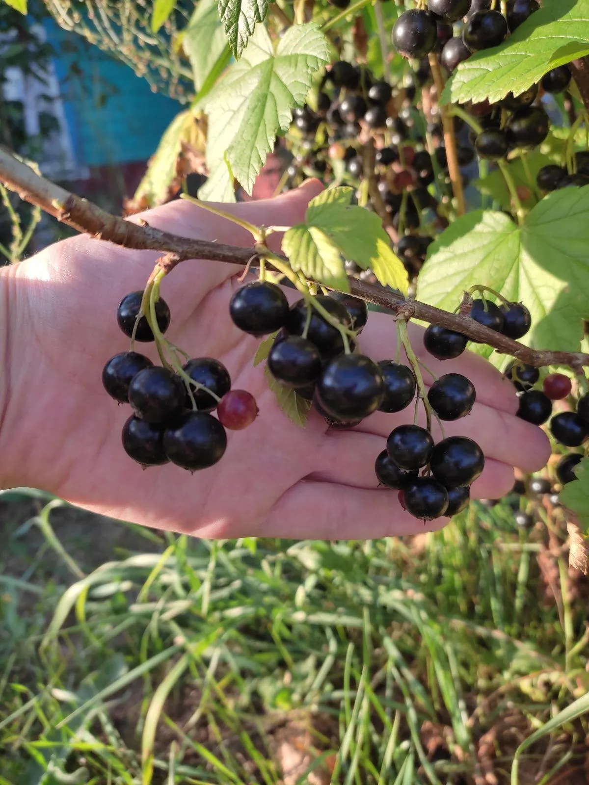 Смородина добрыня Смородина добрыня