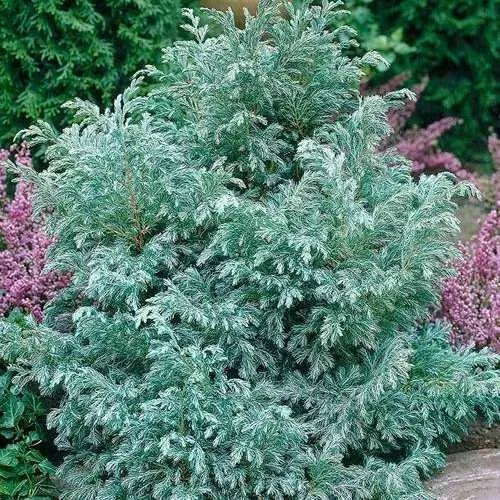 Кипарисовик БУЛЕВАРД горохоплодный  Кипарисовик БУЛЕВАРД горохоплодный в Казани