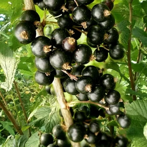 Смородина черная БЕН ТИРЕН  Смородина черная БЕН ТИРЕН в Казани