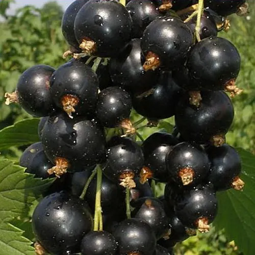 Смородина черная ИСКУШЕНИЕ  Смородина черная ИСКУШЕНИЕ в Казани