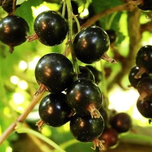 Смородина чёрная НАРА  Смородина чёрная НАРА в Казани