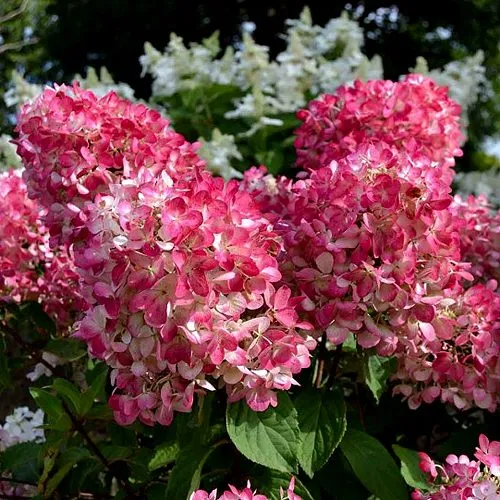 Гортензия ПИНК ДАЙМОНД метельчатая  Гортензия ПИНК ДАЙМОНД метельчатая в Казани