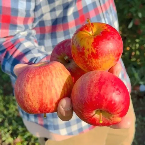 Яблоня КРАСАВИТА  Яблоня КРАСАВИТА в Казани