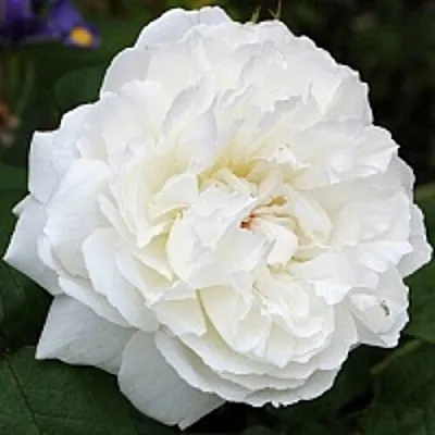 Саженцы роз ВИНЧЕСТЕР КАФЕДРАЛ английская  Саженцы роз ВИНЧЕСТЕР КАФЕДРАЛ английская в Казани