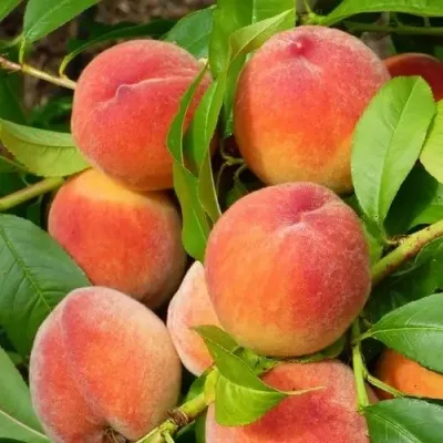 Персик РЭД ХЕВЕН — описание сорта Персик РЭД ХЕВЕН в Казани