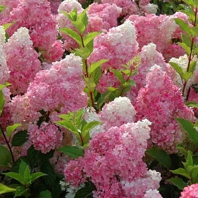 Гортензия МЕЛЬБА ФРАЙЗ метельчатая  Гортензия МЕЛЬБА ФРАЙЗ метельчатая в Казани