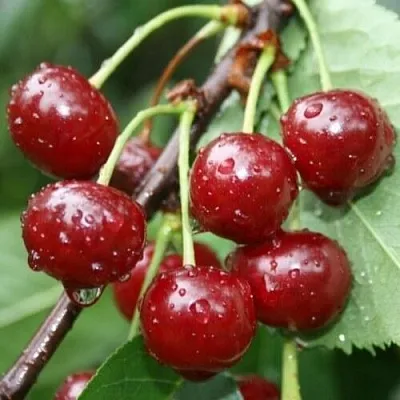 Вишня КОНФИТЮР Вишня КОНФИТЮР