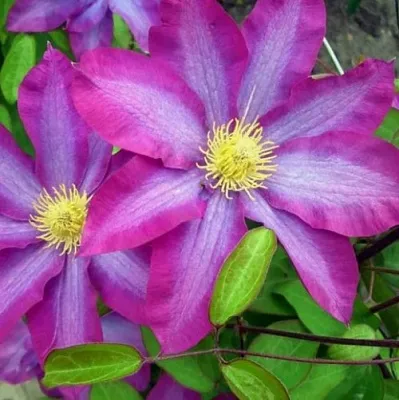 Клематис КАКИО в Казани