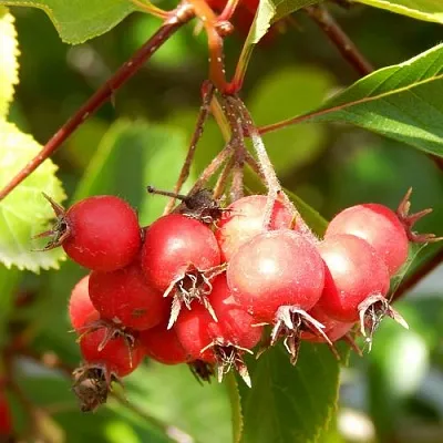 Боярышник ШАМИЛЬ  Боярышник ШАМИЛЬ в Казани