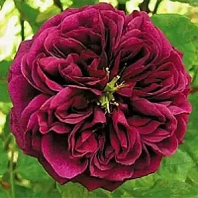 Саженцы роз ЗЕ ПРИНЦ английская  Саженцы роз ЗЕ ПРИНЦ английская в Казани