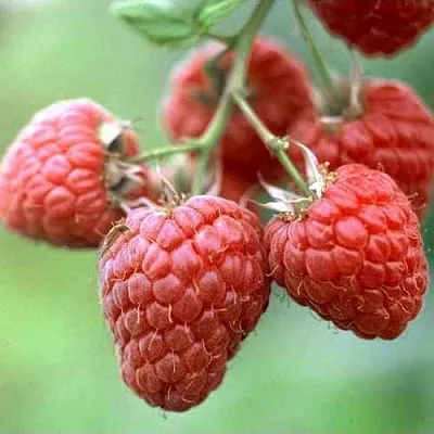 Малина ХЕРИТЕЙДЖ  Малина ХЕРИТЕЙДЖ в Казани