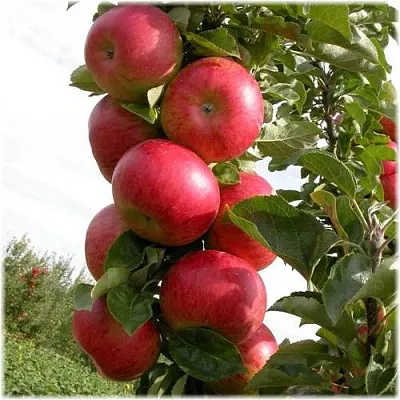 Яблоня ОСТАНКИНО колонновидная  Яблоня ОСТАНКИНО колонновидная в Казани