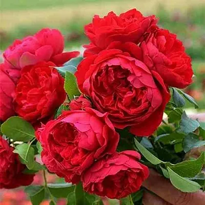 Саженцы роз ФЛОРЕНТИНА плетистая  Саженцы роз ФЛОРЕНТИНА плетистая в Казани