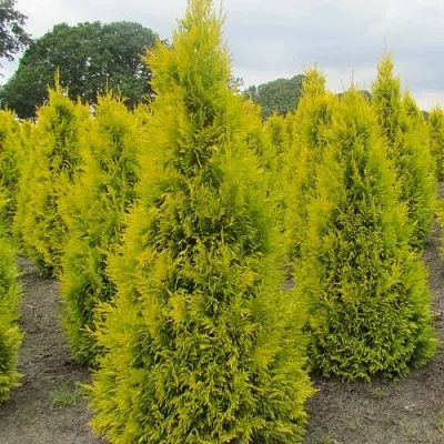 Туя САНКИСТ западная  Туя САНКИСТ западная в Казани
