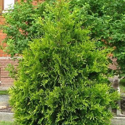 Туя АНЯ (АНИЕ) западная  Туя АНЯ (АНИЕ) западная в Казани