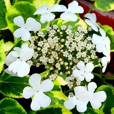 Гортензия МИРАНДА черешковая  Гортензия МИРАНДА черешковая в Казани