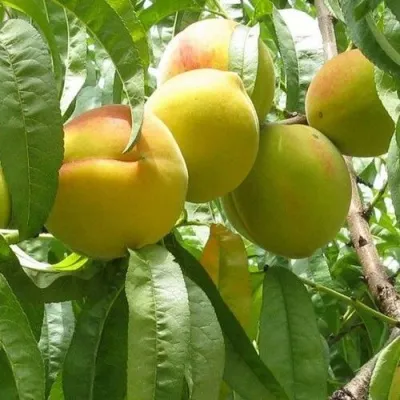 Персик СЕЯНЕЦ СТАРКА в Казани