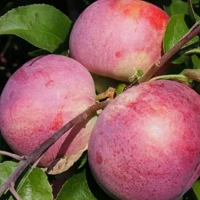 Яблоня БЕЛОРУССКОЕ МАЛИНОВОЕ в Казани