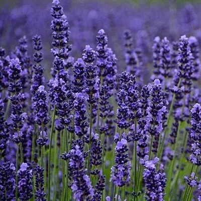 Лаванда МАНСТЕД узколистная  Лаванда МАНСТЕД узколистная в Казани